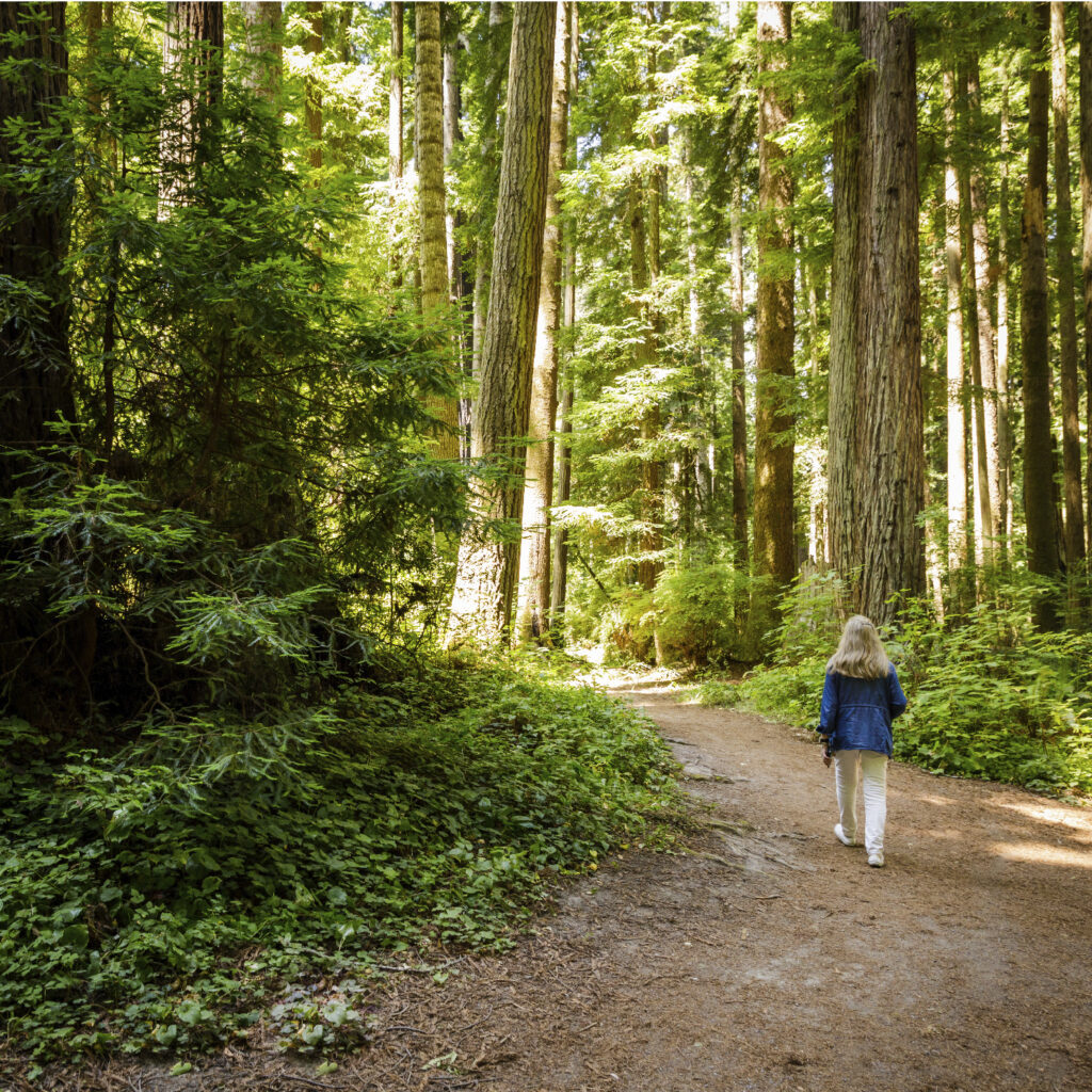 Redwood Skywalk – Visit Humboldt