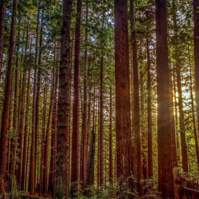Photo of the redwoods in the Arcata Community Forest