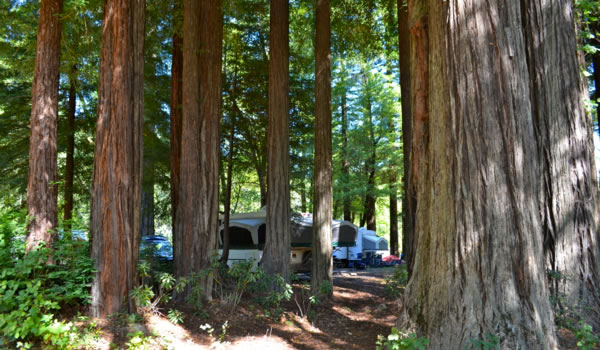 Giant Redwoods RV & Cabins