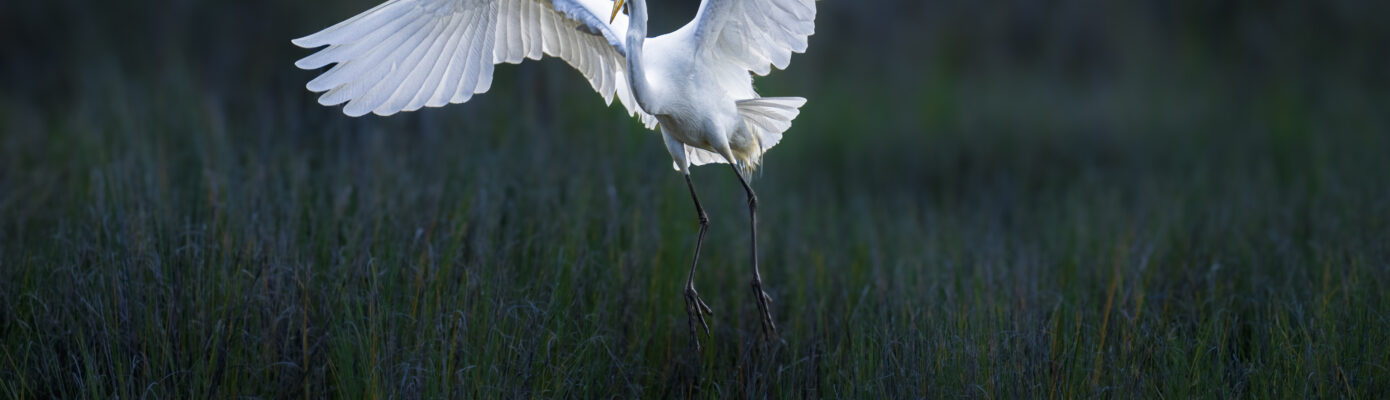 Arcata Marsh & Wildlife Sanctuary