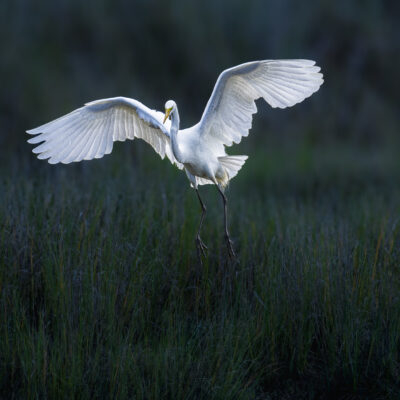 Arcata Marsh & Wildlife Sanctuary