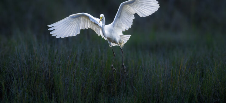 Arcata Marsh & Wildlife Sanctuary