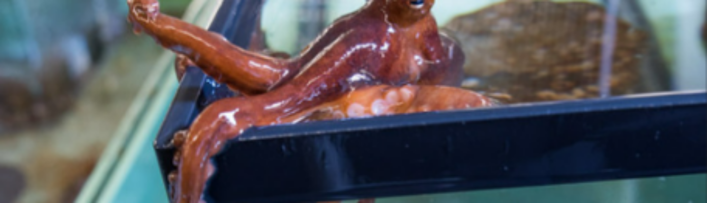 Photo of an octopus at the Cal Poly Humboldt Telonicher Marine Lab