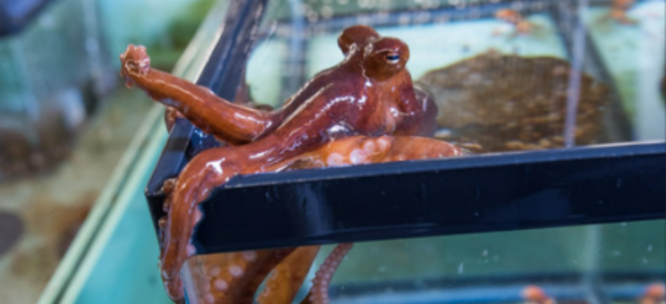 Photo of an octopus at the Cal Poly Humboldt Telonicher Marine Lab