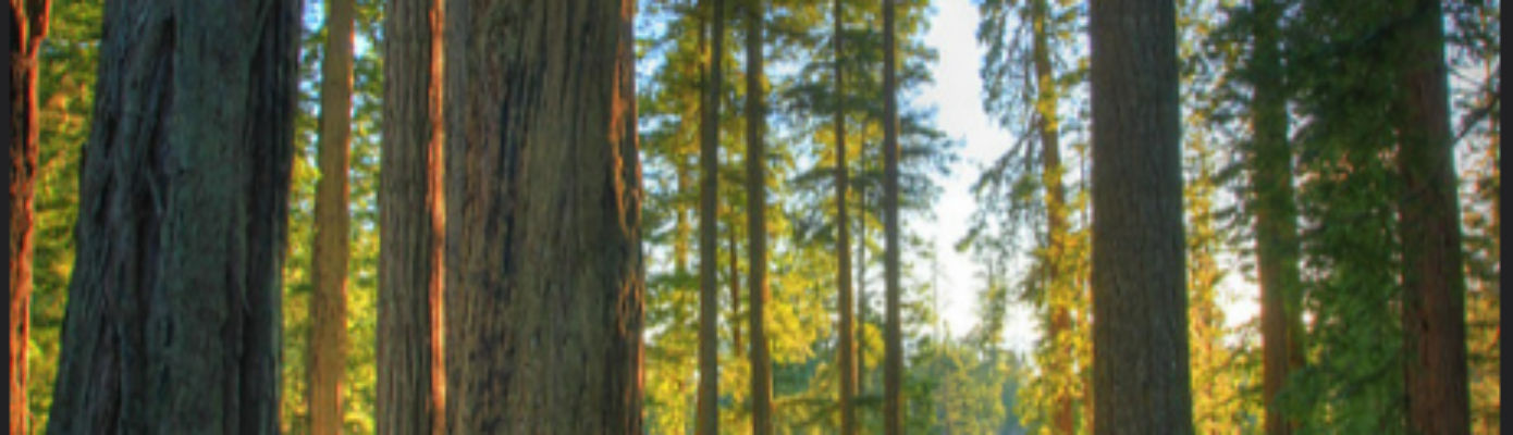 Photo of old growth redwoods at Headwaters Forest Reserve (South Entrance)