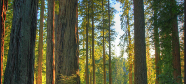 Photo of old growth redwoods at Headwaters Forest Reserve (South Entrance)