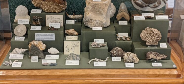 Photo of an exhibit at Cal Poly Humboldt's Natural History Museum
