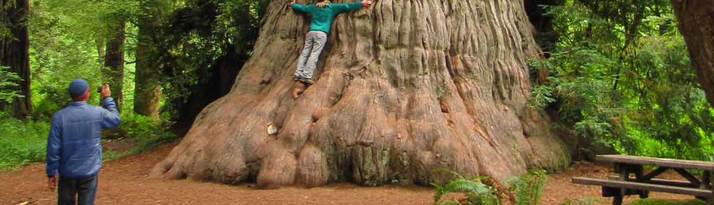 Photo of a person hugging an old growth redwood at Redwoods National Park