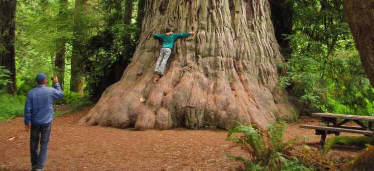 Photo of a person hugging an old growth redwood at Redwoods National Park