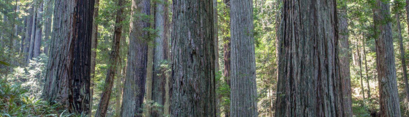 Photo of redwoods at Headwaters Forest Reserve