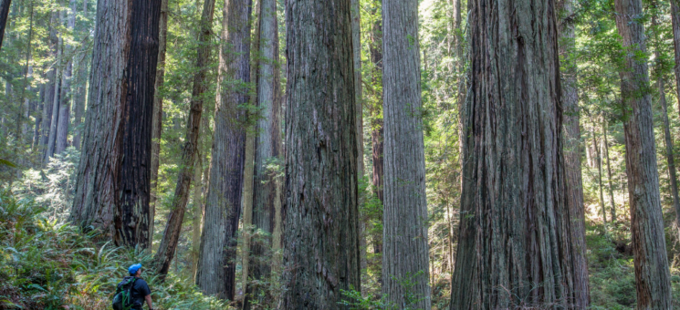 Photo of redwoods at Headwaters Forest Reserve
