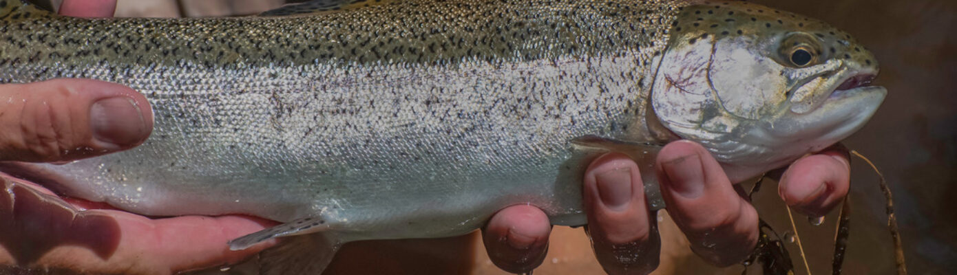 Photo of a person holding a fish at the Mad River Fish Hatchery