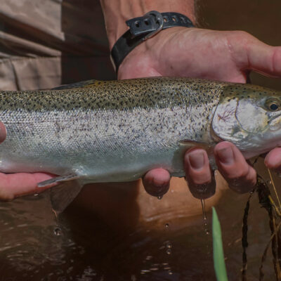 Photo of a person holding a fish at the Mad River Fish Hatchery