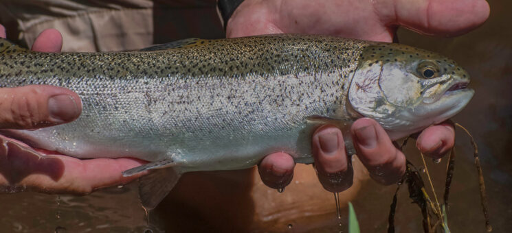 Photo of a person holding a fish at the Mad River Fish Hatchery